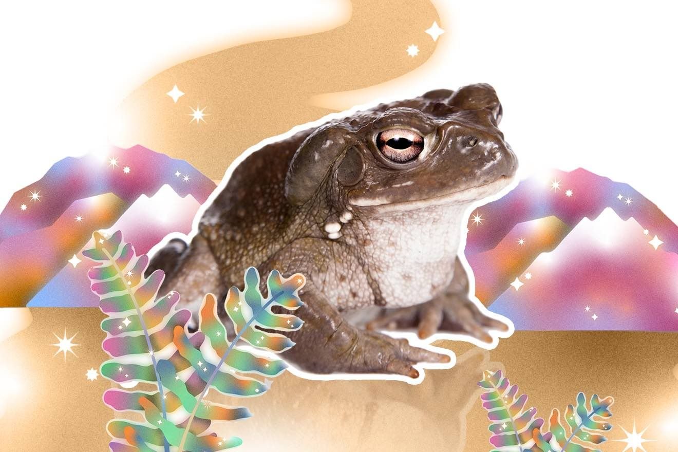 5meo dmt
