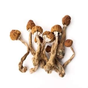 Psilocybin-Mushrooms
