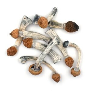 penis-envy-shrooms