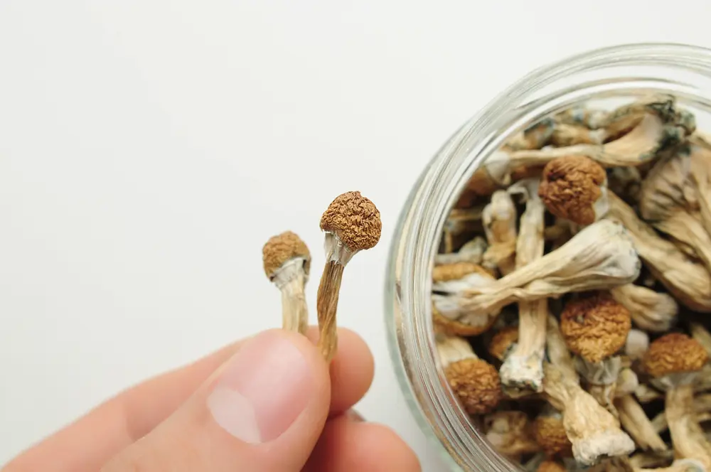 Golden Teacher Mushrooms