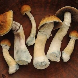 cubensis mushrooms