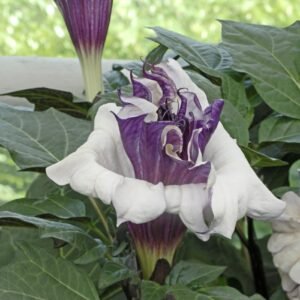 datura moonflower